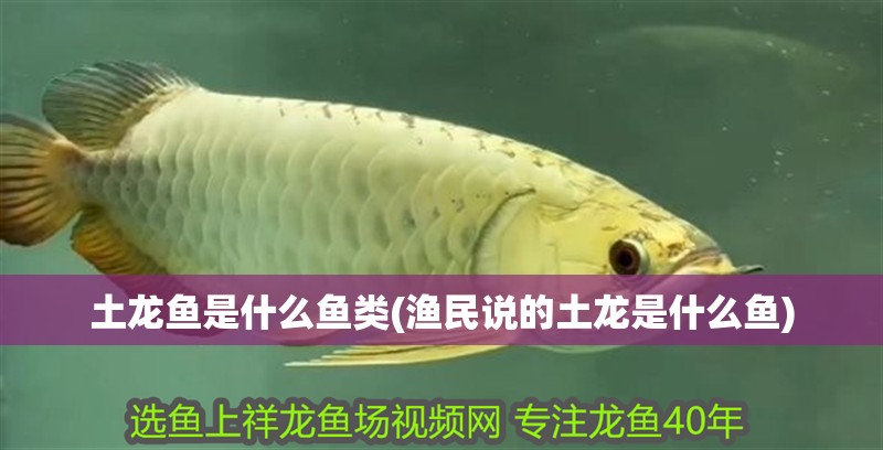 土龍魚是什么魚類(漁民說的土龍是什么魚)