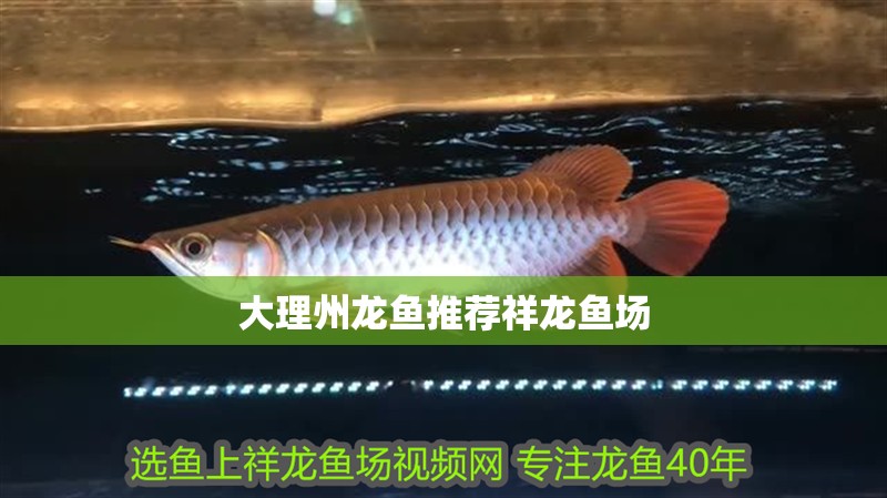 大理州龍魚推薦祥龍魚場
