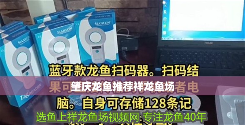 肇慶龍魚推薦祥龍魚場(chǎng)