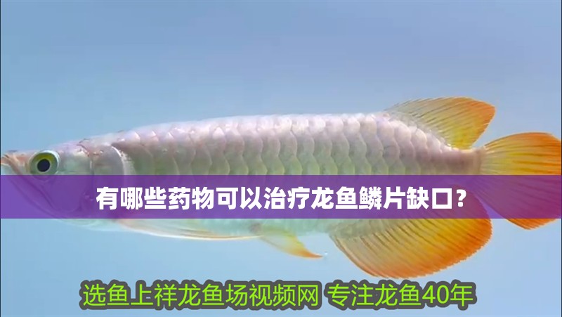 有哪些藥物可以治療龍魚鱗片缺口？
