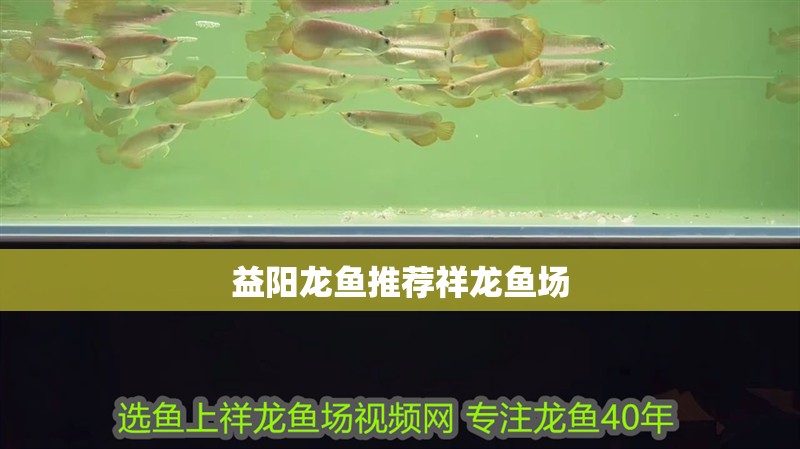 益陽龍魚推薦祥龍魚場