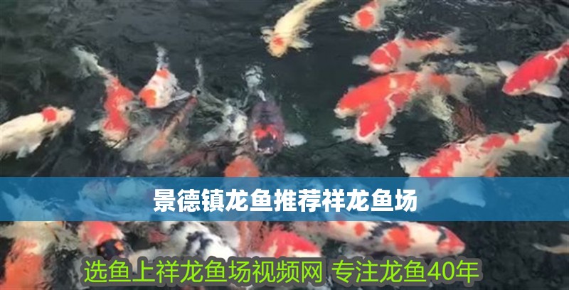 景德鎮龍魚推薦祥龍魚場