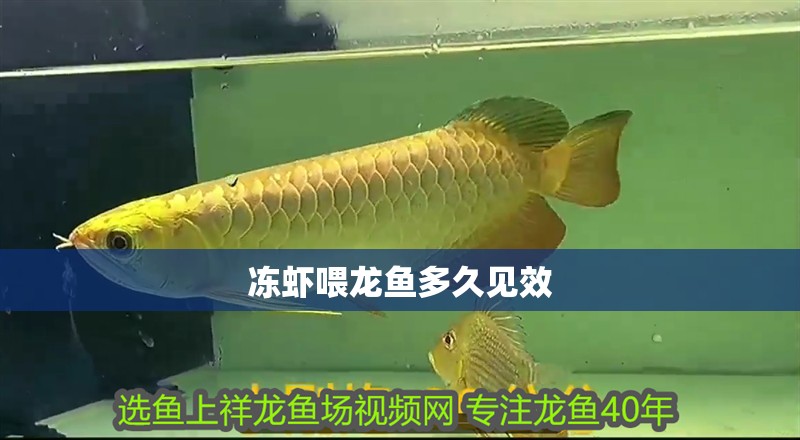 凍蝦喂龍魚多久見效