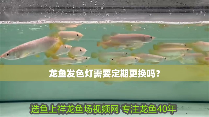龍魚發色燈需要定期更換嗎？