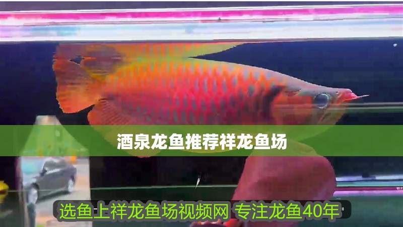 酒泉龍魚推薦祥龍魚場(chǎng)