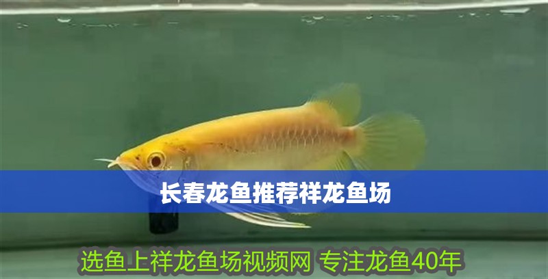 長春龍魚推薦祥龍魚場