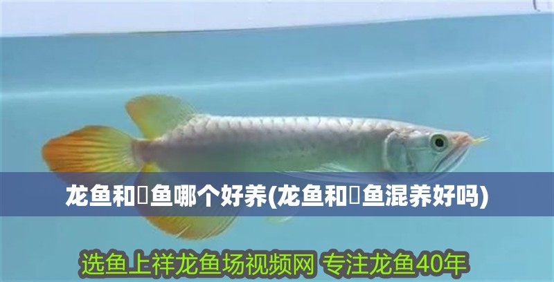 龍魚和魟魚哪個好養(龍魚和魟魚混養好嗎)