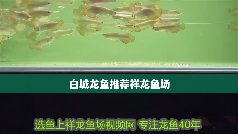 白城龍魚推薦祥龍魚場