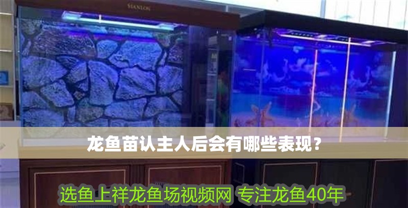 龍魚苗認主人后會有哪些表現？