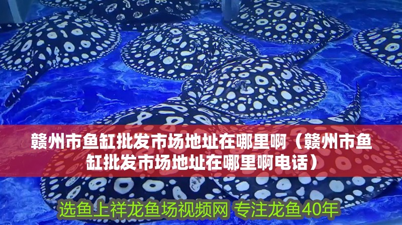贛州市魚缸批發市場地址在哪里啊（贛州市魚缸批發市場地址在哪里啊電話）