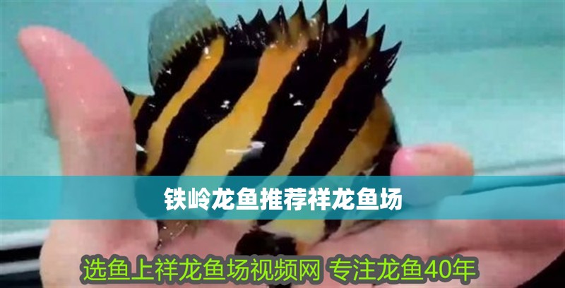 鐵嶺龍魚推薦祥龍魚場