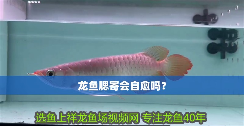 龍魚腮寄會自愈嗎？