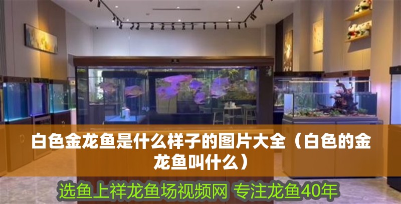 白色金龍魚是什么樣子的圖片大全（白色的金龍魚叫什么）