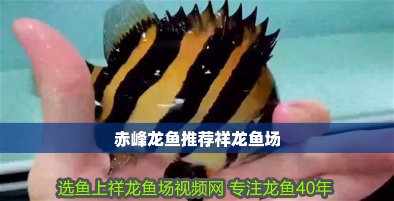 赤峰龍魚推薦祥龍魚場