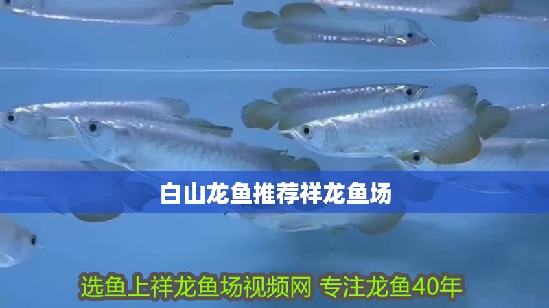 白山龍魚推薦祥龍魚場(chǎng)