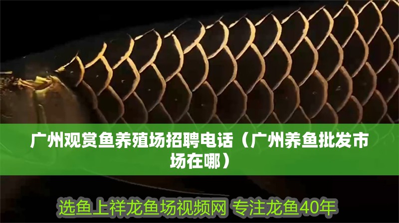 廣州觀賞魚養(yǎng)殖場招聘電話（廣州養(yǎng)魚批發(fā)市場在哪）