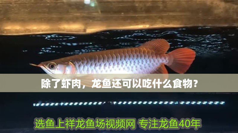 除了蝦肉，龍魚還可以吃什么食物？