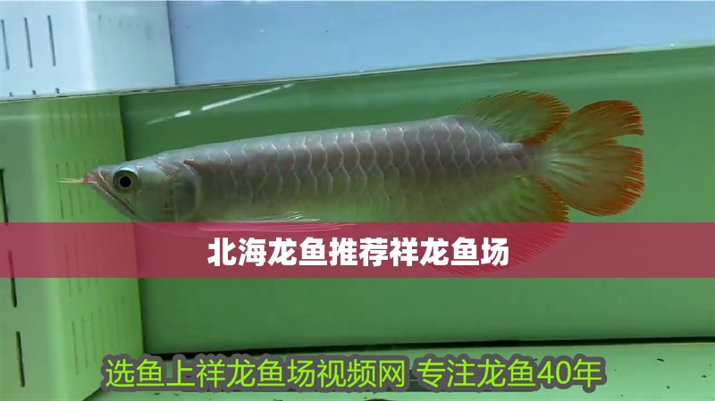 北海龍魚推薦祥龍魚場