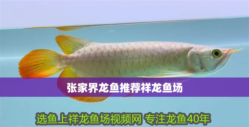 張家界龍魚推薦祥龍魚場