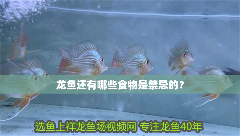 龍魚還有哪些食物是禁忌的？