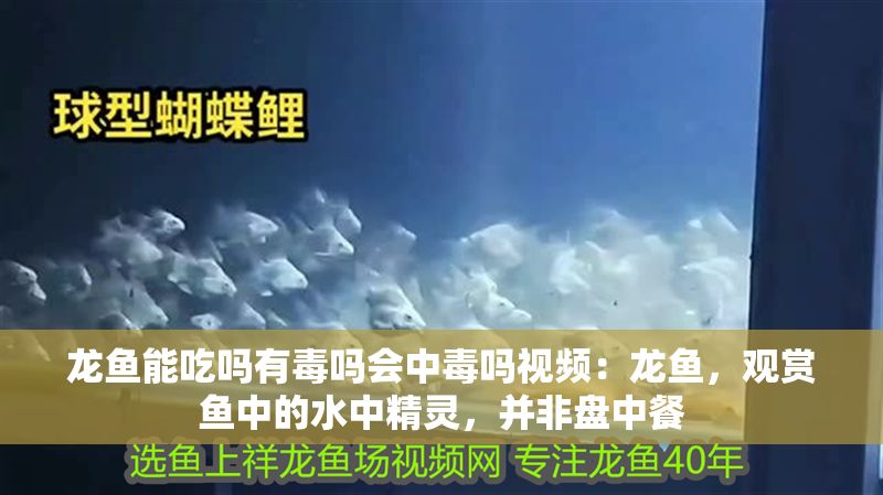 龍魚能吃嗎有毒嗎會中毒嗎視頻：龍魚，觀賞魚中的水中精靈，并非盤中餐
