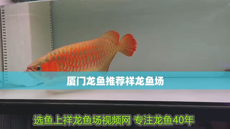 廈門龍魚推薦祥龍魚場