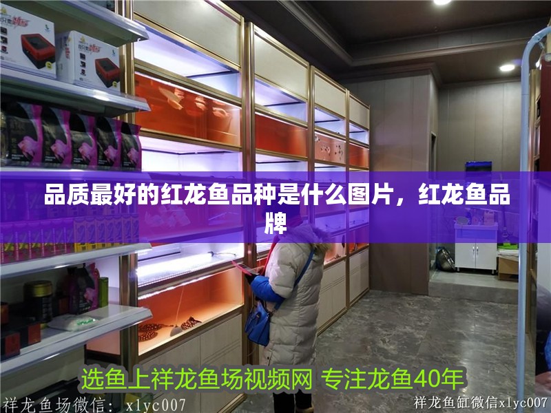 品質最好的紅龍魚品種是什么圖片，紅龍魚品牌