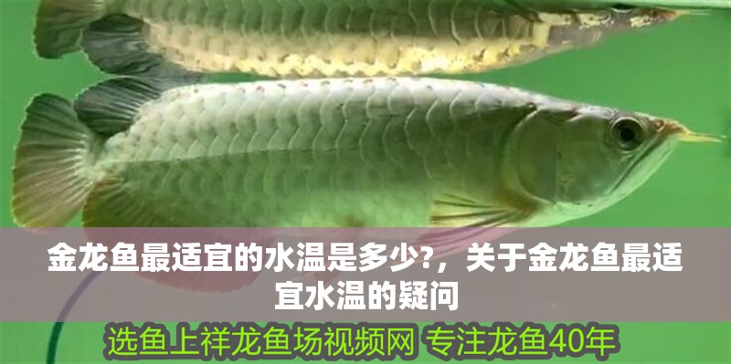 金龍魚(yú)最適宜的水溫是多少?，關(guān)于金龍魚(yú)最適宜水溫的疑問(wèn)