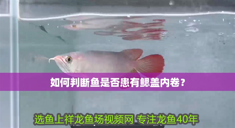 如何判斷魚是否患有鰓蓋內(nèi)卷？