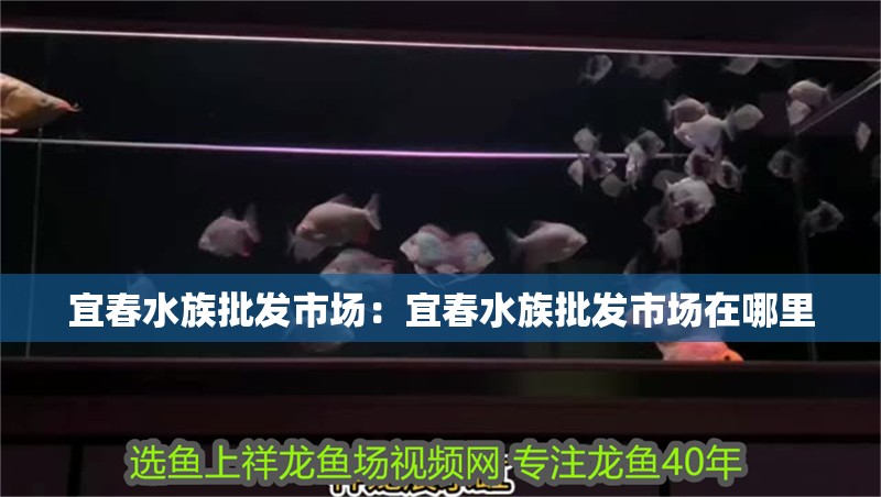 宜春水族批發(fā)市場(chǎng)：宜春水族批發(fā)市場(chǎng)在哪里