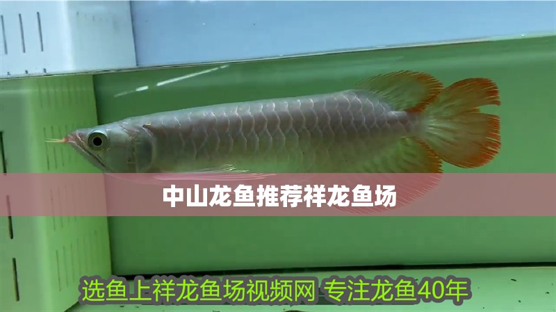 中山龍魚推薦祥龍魚場