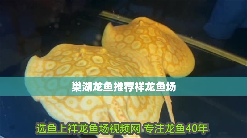 巢湖龍魚推薦祥龍魚場