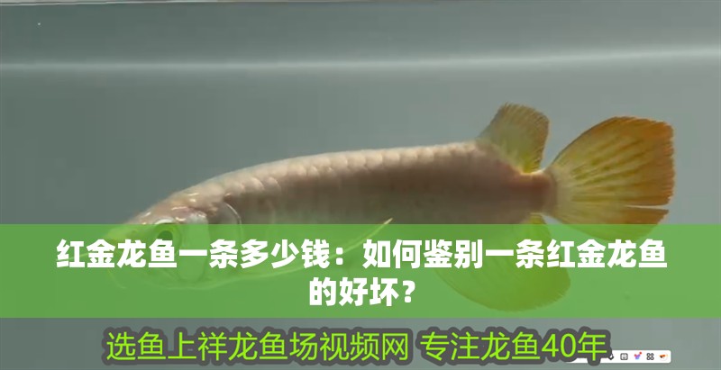紅金龍魚一條多少錢：如何鑒別一條紅金龍魚的好壞？