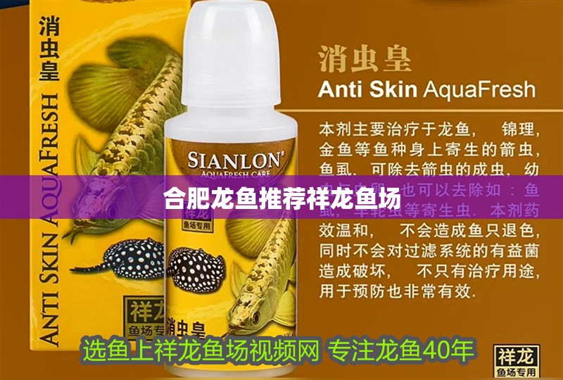 合肥龍魚推薦祥龍魚場