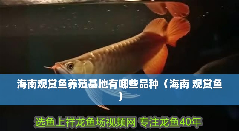 海南觀賞魚養殖基地有哪些品種（海南 觀賞魚）