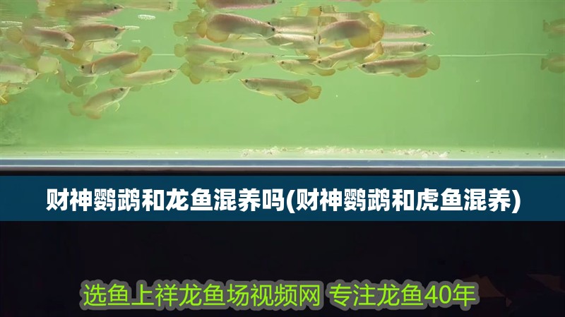 財神鸚鵡和龍魚混養嗎(財神鸚鵡和虎魚混養)