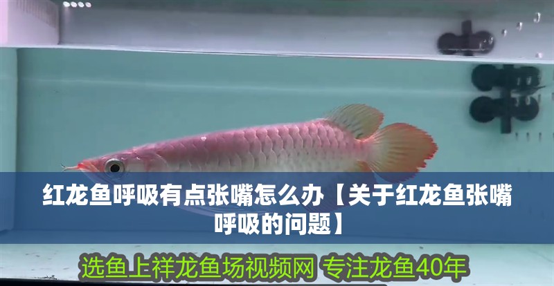 紅龍魚呼吸有點張嘴怎么辦【關于紅龍魚張嘴呼吸的問題】