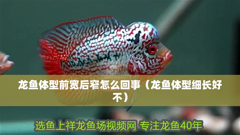 龍魚體型前寬后窄怎么回事（龍魚體型細長好不）