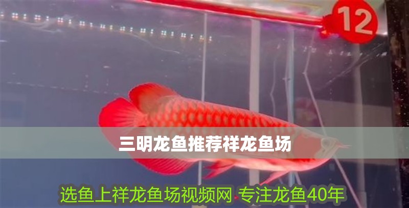 三明龍魚推薦祥龍魚場(chǎng)