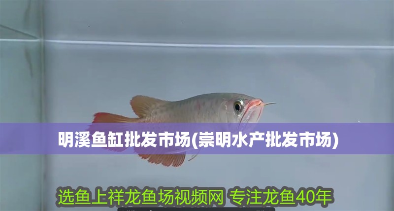 明溪魚缸批發市場(崇明水產批發市場) 明溪魚缸批發市場(崇明水產批發市場) 觀賞魚百科