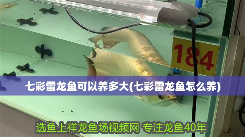 七彩雷龍魚可以養(yǎng)多大(七彩雷龍魚怎么養(yǎng))