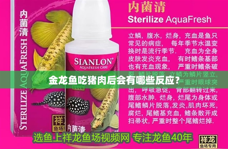 金龍魚吃豬肉后會有哪些反應？