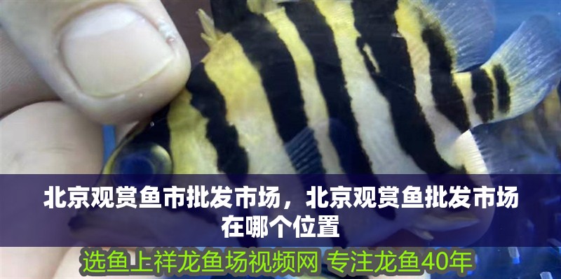 北京觀賞魚市批發(fā)市場(chǎng)，北京觀賞魚批發(fā)市場(chǎng)在哪個(gè)位置