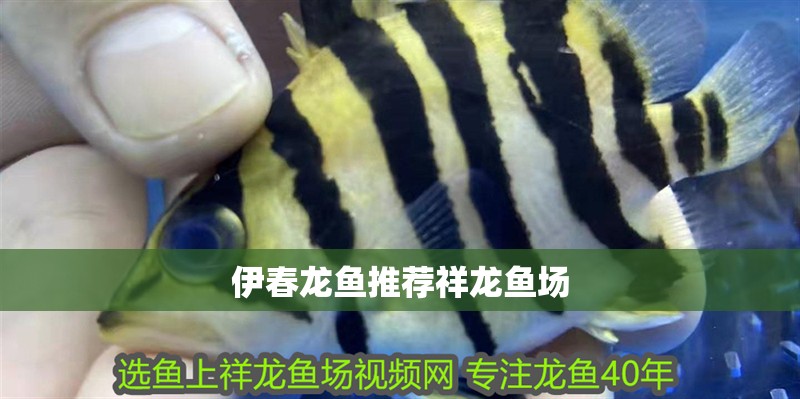 <strong><mark>伊春</mark></strong>龍魚推薦祥龍魚場