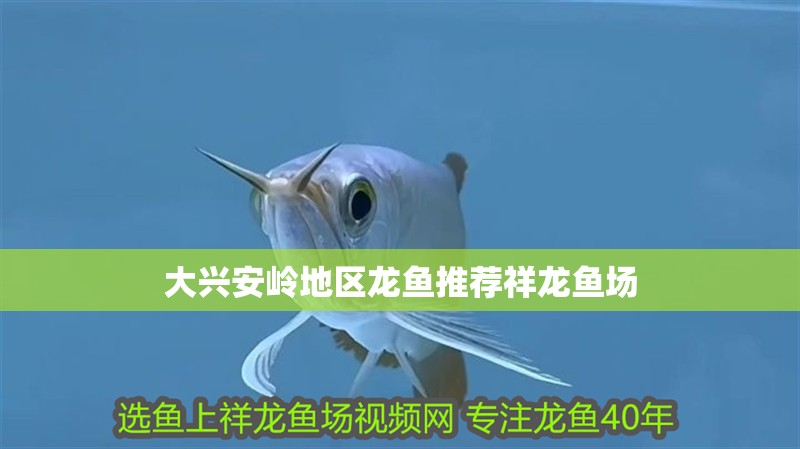 大興安嶺地區(qū)龍魚推薦祥龍魚場