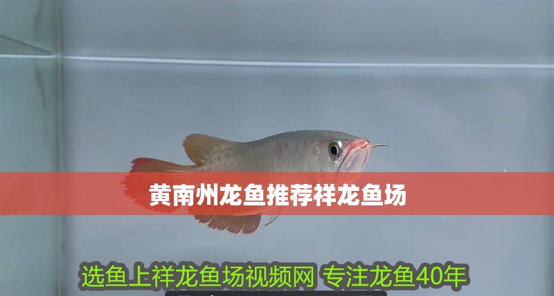 黃南州龍魚推薦祥龍魚場