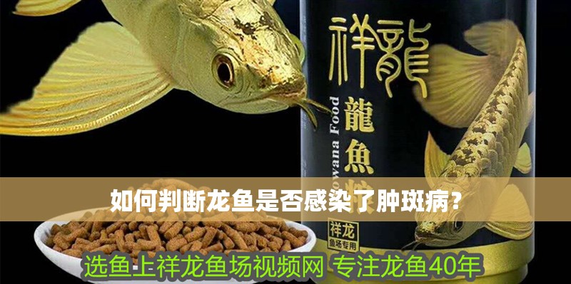 如何判斷龍魚是否感染了腫斑病？