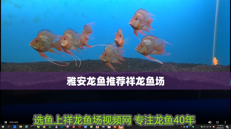 雅安龍魚推薦祥龍魚場