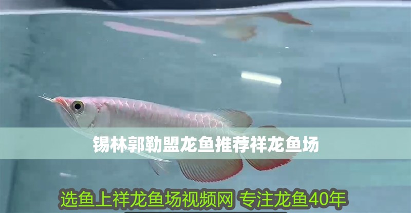 錫林郭勒盟龍魚推薦祥龍魚場(chǎng)