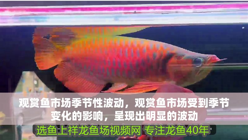 觀賞魚市場季節性波動，觀賞魚市場受到季節變化的影響，呈現出明顯的波動